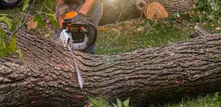 Best Tree Health Inspection  in Vale, OR