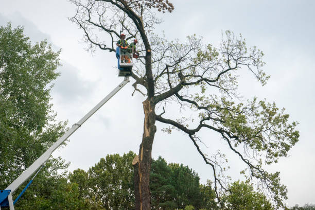 Best Tree Removal  in Vale, OR