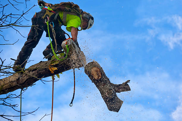 Best Tree Trimming and Pruning  in Vale, OR