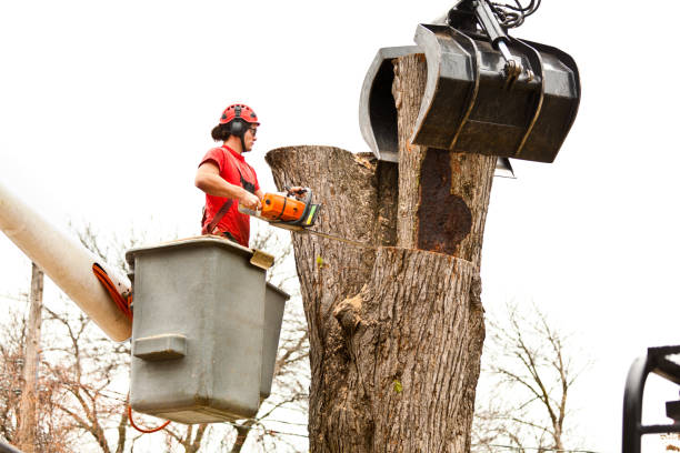 How Our Tree Care Process Works  in  Vale, OR