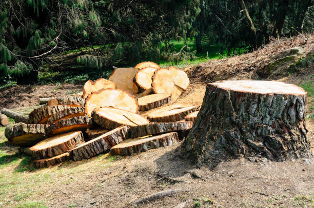 Best Stump Grinding and Removal  in Vale, OR